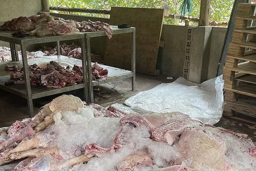 Phát hiện, tiêu hủy hơn 1,7 tấn thịt lợn đã biến đổi màu sắc, hôi thối