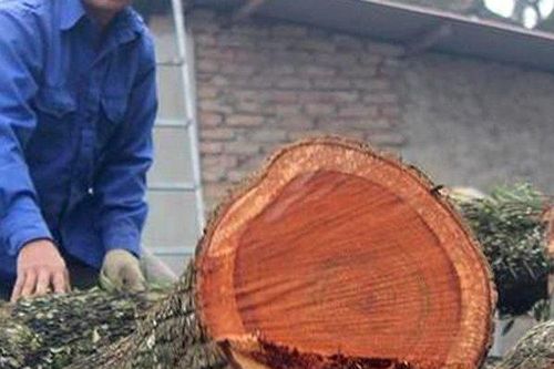 Bán thành công lô gỗ sưa từng được trả giá trăm tỷ ở Hà Nội sau 5 lần đấu giá