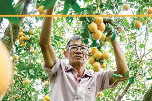Mùa vàng ươm trái thanh trà