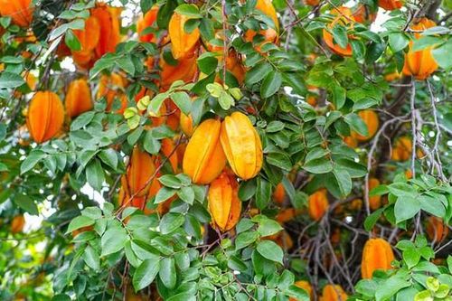 Lợi ích sức khỏe và một số bài thuốc từ quả, lá, hoa khế