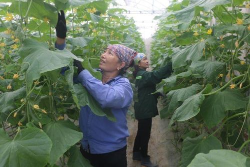 Bài 1: 'Trái ngọt' nông thôn mới xứ Thanh