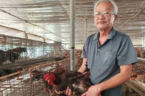 Nuôi gà 'chân voi', cụ ông đều đặn đếm tiền tỷ