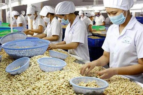 Vụ 5 container hạt điều của doanh nghiệp Việt Nam nguy cơ 'mất trắng' tại Algeria: Thương vụ đang hỗ trợ giải quyết