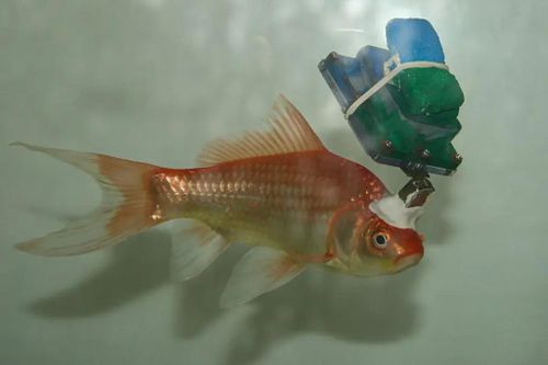 Bức ảnh cá vàng 'cyborg' gây chú ý