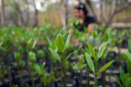 ADB: Chuyển đổi mô hình tăng trưởng giúp châu Á-Thái Bình Dương tránh rủi ro khí hậu thảm khốc