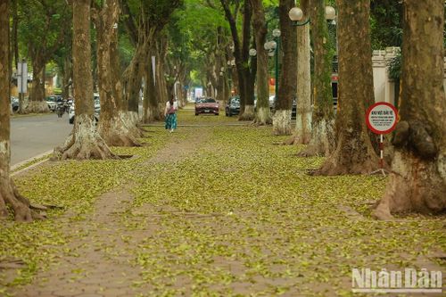 Nơi mùa sấu thay lá