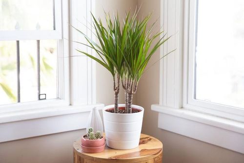 Top 20 loài cây lý tưởng nhất để trồng trong nhà (1)