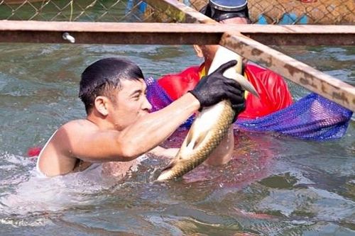 Ngụp lặn trên sông tìm 'hoa hậu cá' ở Phong Nha - Kẻ Bàng