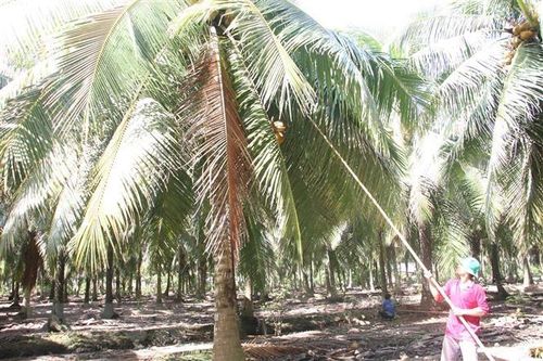 Giải quyết dứt điểm việc chậm thanh toán cho các nhà vườn trồng dừa