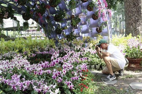 'Đậm đà hương sắc' tại Festival hoa lan Thành phố Hồ Chí Minh