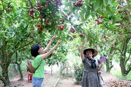 Trải nghiệm sông nước, miệt vườn ở Vĩnh Long