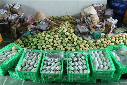 Nâng tầm vị thế Xoài Đồng Tháp