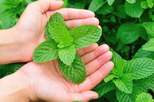 Tác dụng chữa bệnh của cây bạc hà