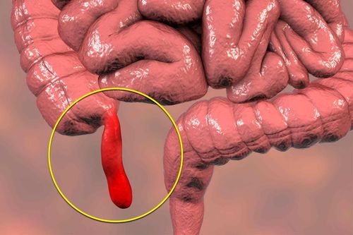 Ruột thừa có thật sự thừa?