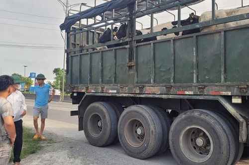 Hà Tĩnh: Khó khăn việc kiểm dịch động vật trên Quốc lộ 1A