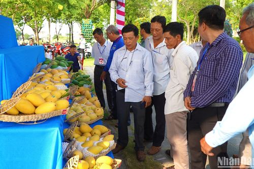 Đồng Tháp: Bà con nông dân mang xoài ngon, an toàn đi thi