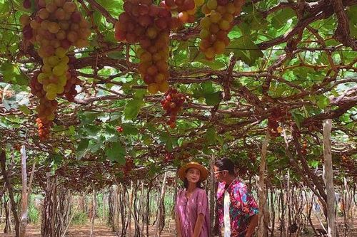 Ninh Thuận dự báo lượng khách tăng mạnh trong ngày nghỉ lễ 30/4 và 1/5