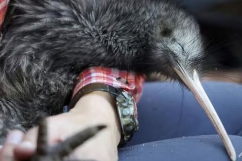 New Zealand nỗ lực giải cứu loài chim kiwi