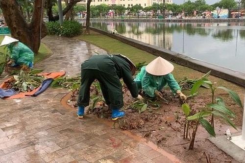 Công nhân đội mưa dọn dẹp cây hoa dập nát sau đêm khai trương phố đi bộ ở Hải Dương