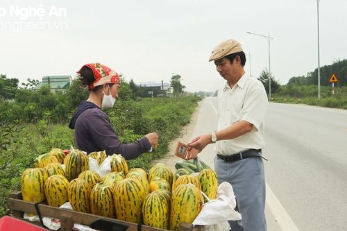 Nông dân Cửa Lò thu hoạch dưa bở, tạo điểm check-in cho du khách