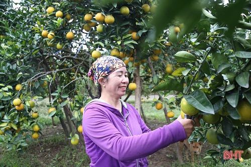 Hành trình phát triển nông nghiệp xanh ở Hà Tĩnh