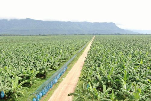 HNG phát triển sản xuất nông nghiệp quy mô lớn trên nền tảng hữu cơ
