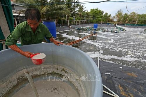 Phát triển bền vững nghề nuôi tôm - Bài 1: Nuôi tôm gặp khó
