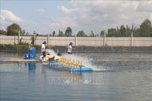 Phát triển bền vững nghề nuôi tôm – Bài 2: Thêm sức cạnh tranh