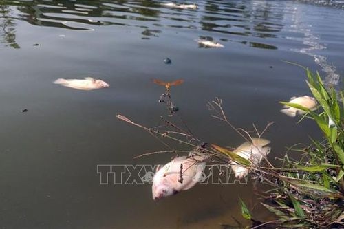 Liên tiếp phát hiện cá chết hàng loạt ở huyện Nam Trà My (Quảng Nam)