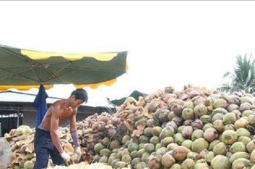 Bến Tre: Giá dừa khô tăng trở lại, nông dân phấn khởi