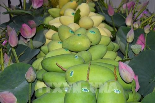 Việt Nam là thị trường cung cấp xoài lớn thứ 3 cho Hàn Quốc