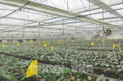 Sơn La khuyến khích sản xuất nông nghiệp gắn với ứng dụng công nghệ cao
