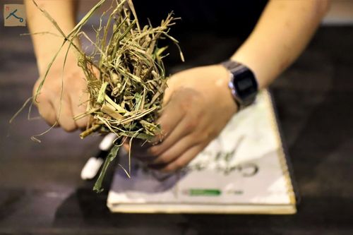 Bước vào 'Thế giới một mét vuông' để hiểu 'Nơi gấu có quyền lựa chọn'