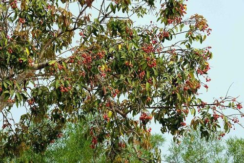 Về Tri Tôn, thưởng thức vị chua ngọt của vải rừng