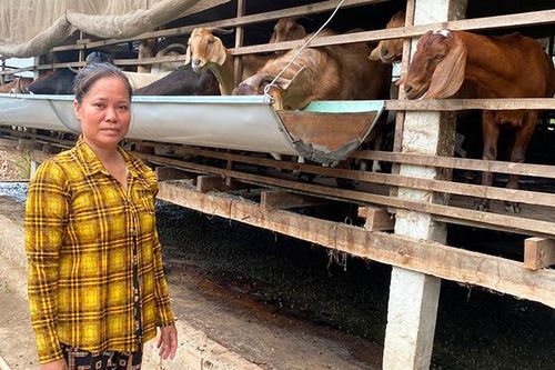 Huyện Tam Nông nhiều hộ dân thoát nghèo từ mô hình nuôi dê