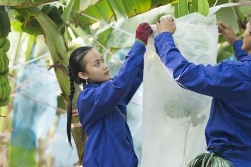 Lỗ nặng, HAGL Agrico đứng bên vực hủy niêm yết
