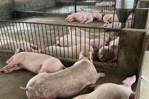 Chăn nuôi lợn gặp khó khăn vì giá thức ăn tăng cao