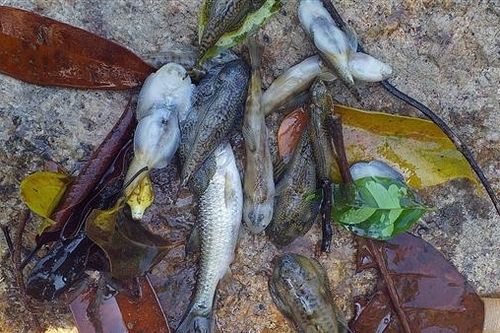 Điều tra vụ nghi dùng xyanua tận diệt cá ở Quảng Nam