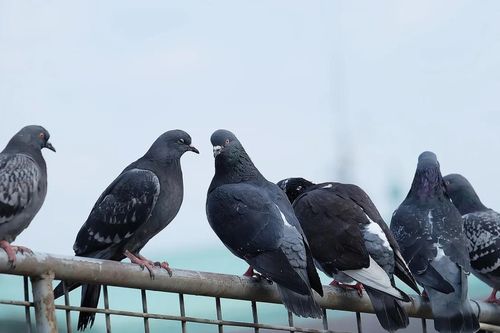 Án mạng 4 người chết vì bồ câu đua