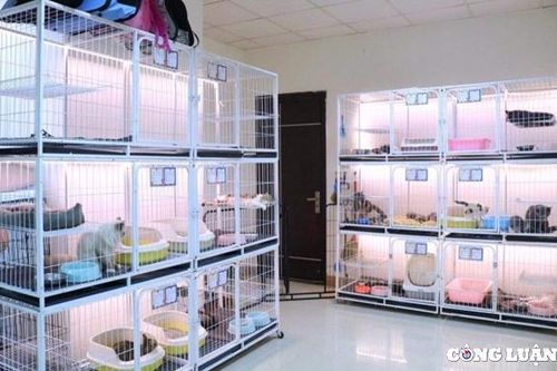 Dịch vụ trông giữ thú cưng 'hốt bạc' dịp nghỉ lễ