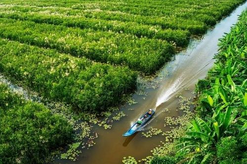 Rừng U Minh - Xứ sở hoa tràm trù phú