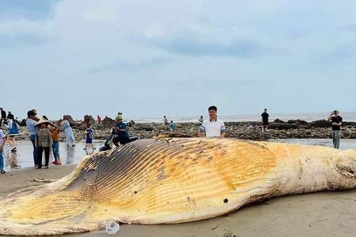 Phát hiện xác cá voi nặng trên 5 tấn trôi dạt vào bờ biển Nam Định