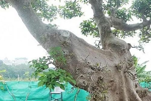 Ngắm cây sung có giá 10 tỷ, có xứng tầm hay đại gia 'chém gió'?