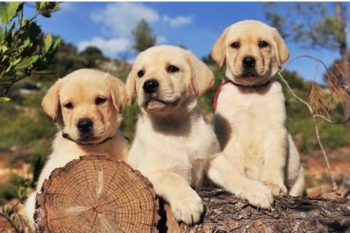 Thế giới trông như thế nào qua mắt các loài động vật