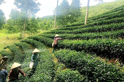 Bảo Yên thúc đẩy ngành chè phát triển bền vững