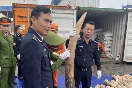 Phó Thủ tướng Chính phủ gửi Thư khen các lực lượng triệt phá thành công vụ buôn lậu 7 tấn ngà voi