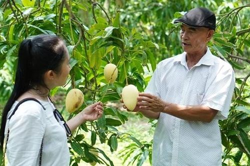Đồng Tháp thúc đẩy sản phẩm xoài ra thị trường