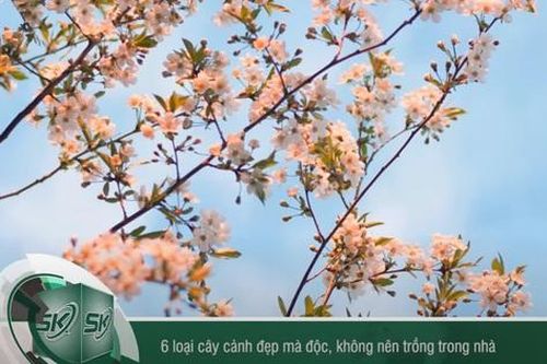 6 loại cây cảnh đẹp nhưng độc, không nên trồng trong nhà