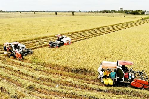 Tạo sức bật cánh đồng lớn - Bài 1: Hiệu quả từ sản xuất hợp tác