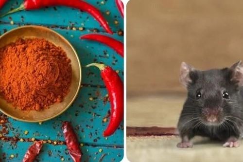 7 cách đuổi chuột vĩnh viễn khỏi nhà hiệu quả và an toàn